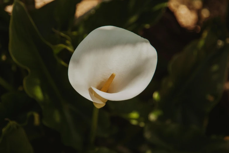 a white flower sitting on top of a lush green field, inspired by Carpoforo Tencalla, unsplash, hurufiyya, lily petals, high quality product image”, curved, close up front view
