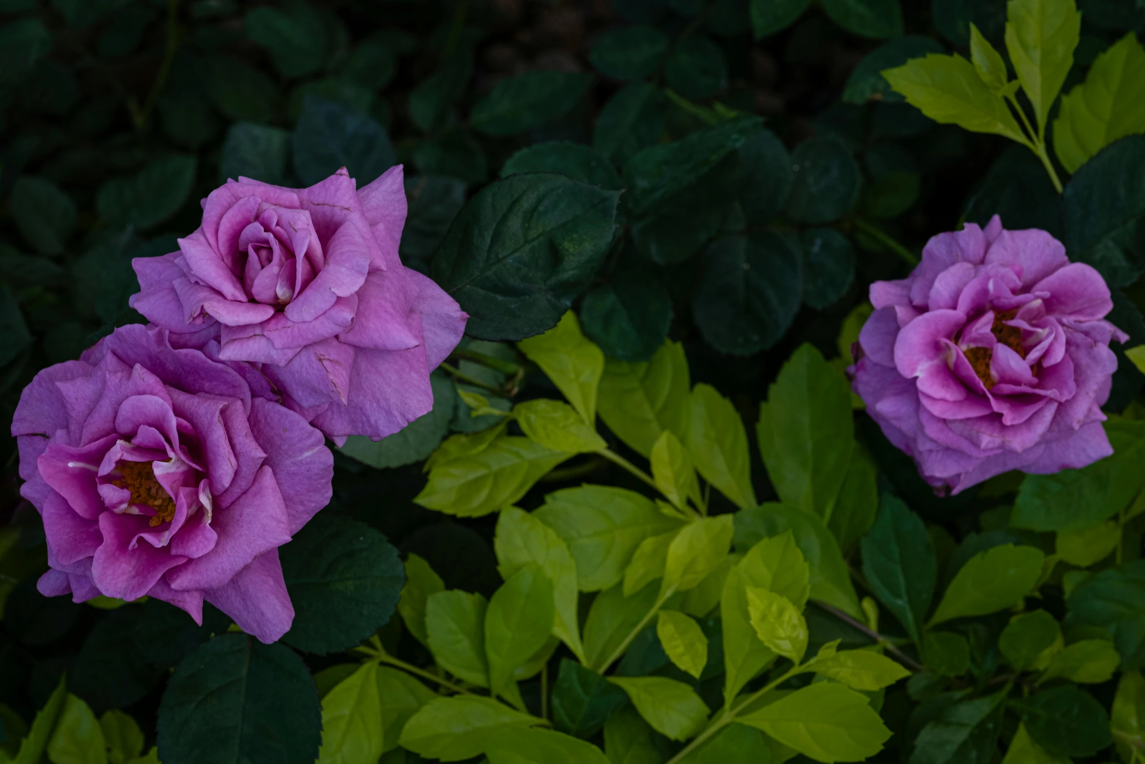 a couple of purple roses sitting on top of a lush green plant, taken with sony alpha 9, fan favorite, color image