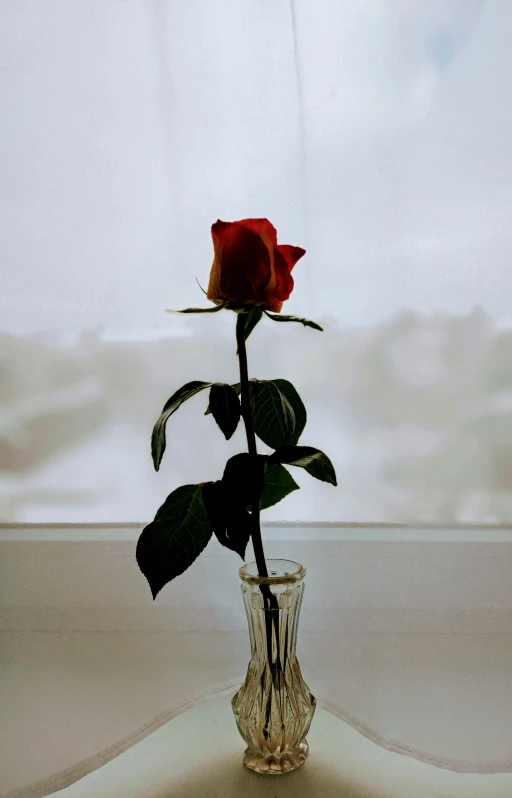 a single rose in a vase on a window sill, pexels, low quality photo, standing, multiple stories, chilly