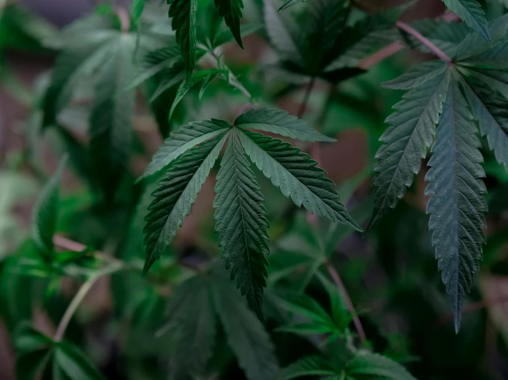 a close up of a plant with green leaves, with green cannabis leaves, thumbnail, exterior shot, fan favorite