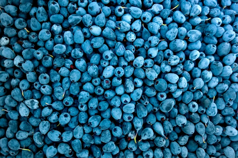 a close up of a pile of blueberries, by Juan Giménez, avatar image, 🦩🪐🐞👩🏻🦳, grain”, blue image