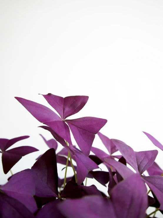 a close up of a plant with purple leaves, by Helen Stevenson, high quality product photo, clover, ((purple)), houseplant