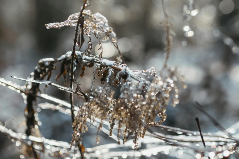 a close up of a plant covered in ice, unsplash, dried fern, sparkling crystals, thumbnail, overhanging branches