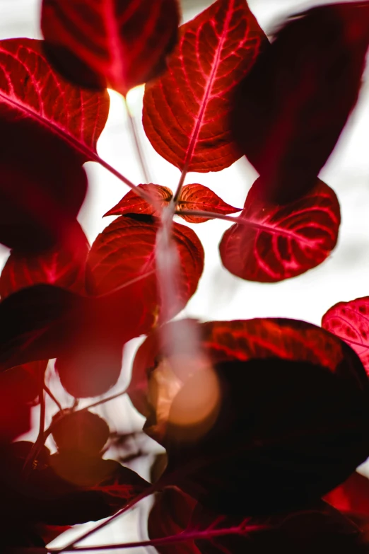 a close up of a plant with red leaves, by Jesper Knudsen, indoor picture, afternoon lights, hearts, maroon