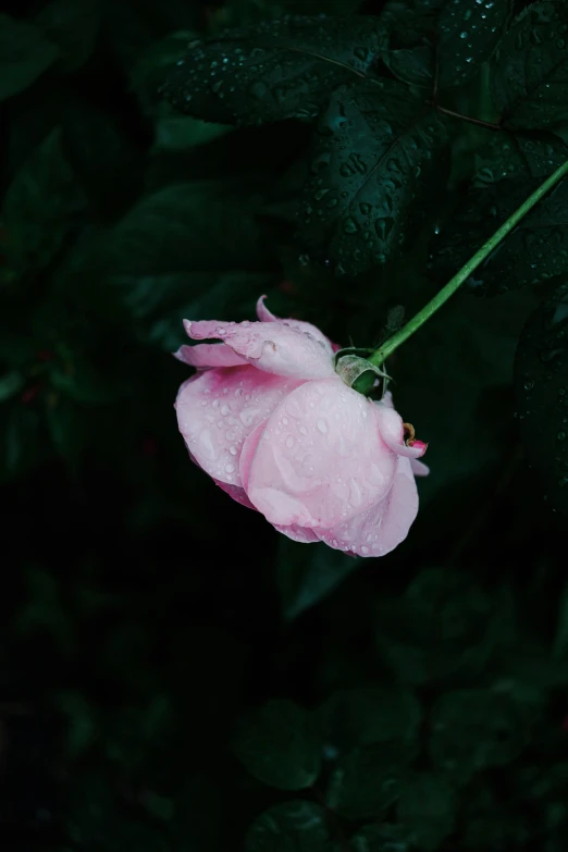 a single pink flower with water droplets on it, an album cover, inspired by Elsa Bleda, unsplash, no cropping, roses, gloomy weather, sadness