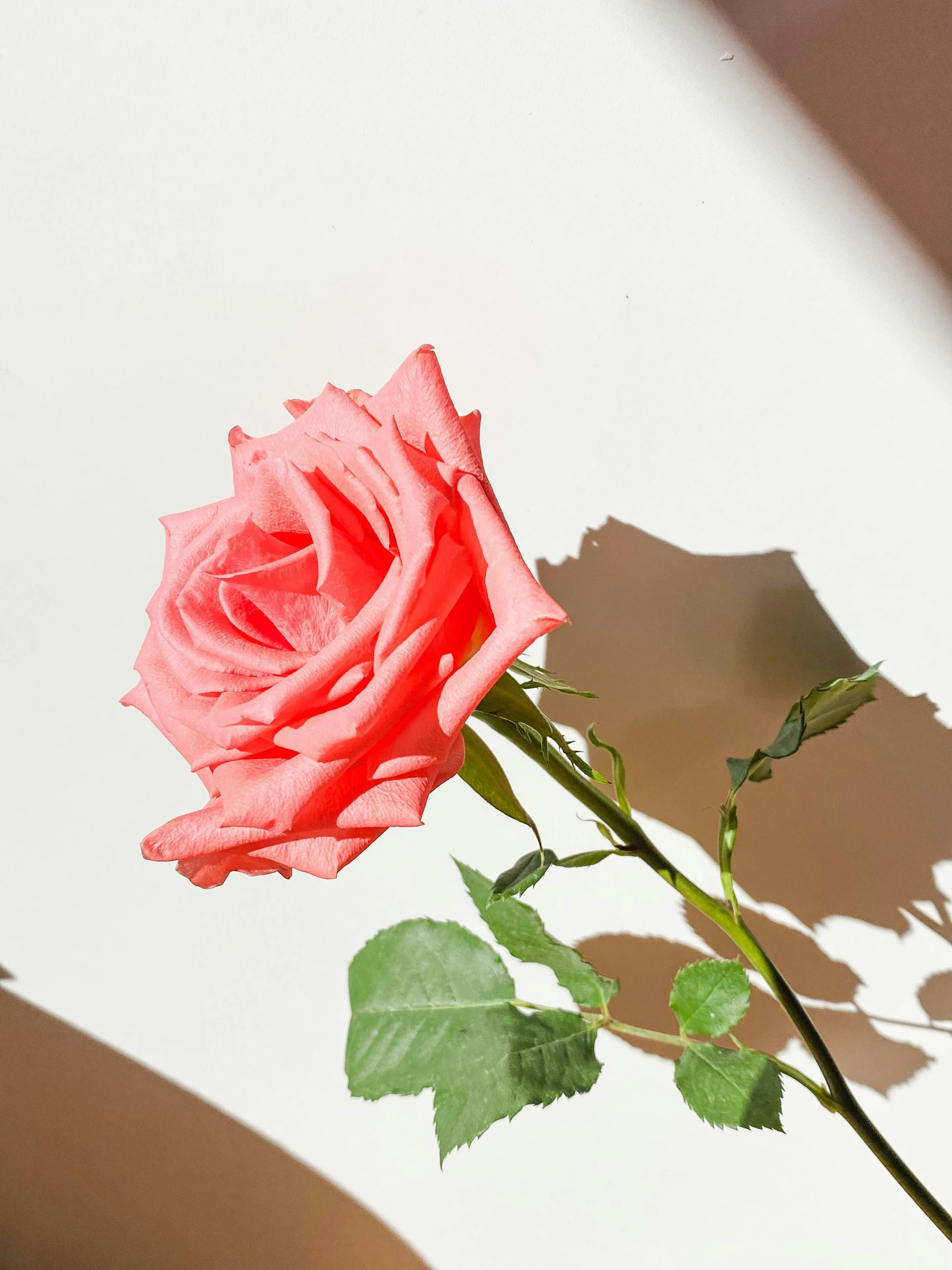 a pink rose sitting on top of a white table, sun overhead, detailed product image, shot from the side, up-close