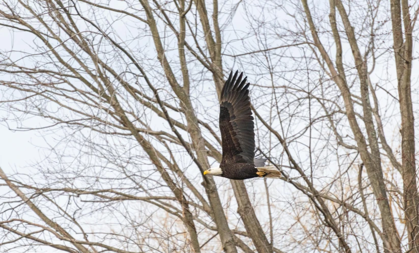 a bird that is flying in the air, by Carey Morris, bald eagle, in a tree, from wheaton illinois, flying into the sky