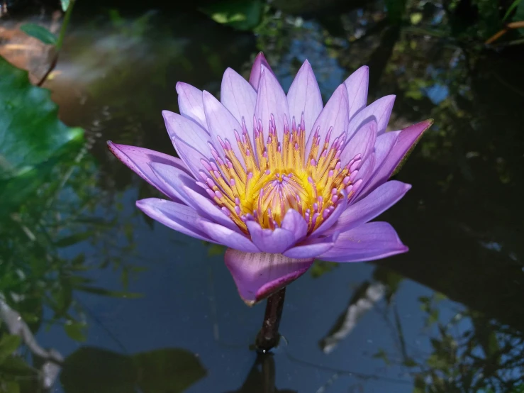 a purple flower sitting in the middle of a pond, persian queen, purple and yellow, from the waist up, blue