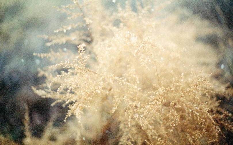 a fire hydrant sitting in the middle of a field, a picture, inspired by Elsa Bleda, romanticism, twirling glowing sea plants, beige cream natural muted tones, with lots of glittering light, photography]