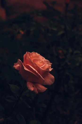 a single rose in the middle of a garden, an album cover, inspired by Elsa Bleda, unsplash contest winner, profile picture, dark. no text, in shades of peach, close to night