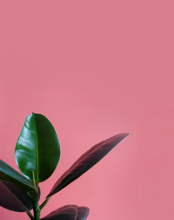 a plant with green leaves against a pink background, by Olivia Peguero, trending on pexels, background image, magnolia, snapchat photo, pink and red color scheme