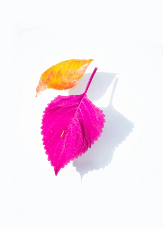 a close up of a leaf on a white surface, by Sam Havadtoy, pink and yellow, half male and half female, magenta, fall season