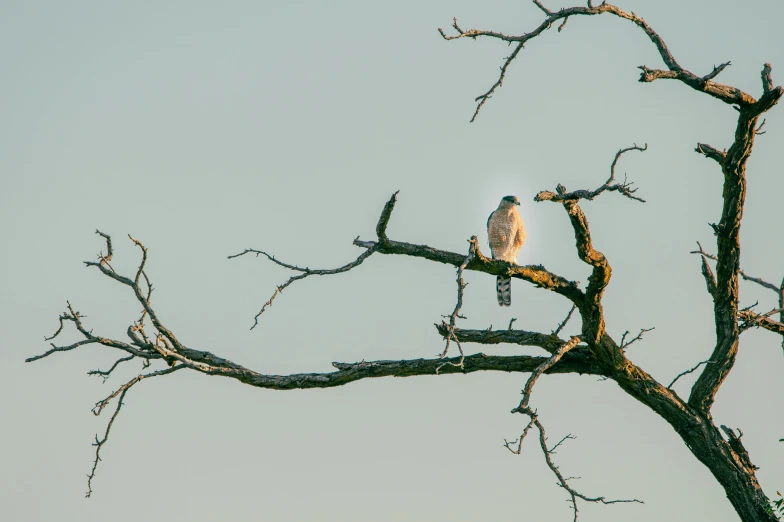 a bird sitting on top of a tree branch, by Peter Churcher, unsplash contest winner, baroque, white, predawn, hawk, griffith