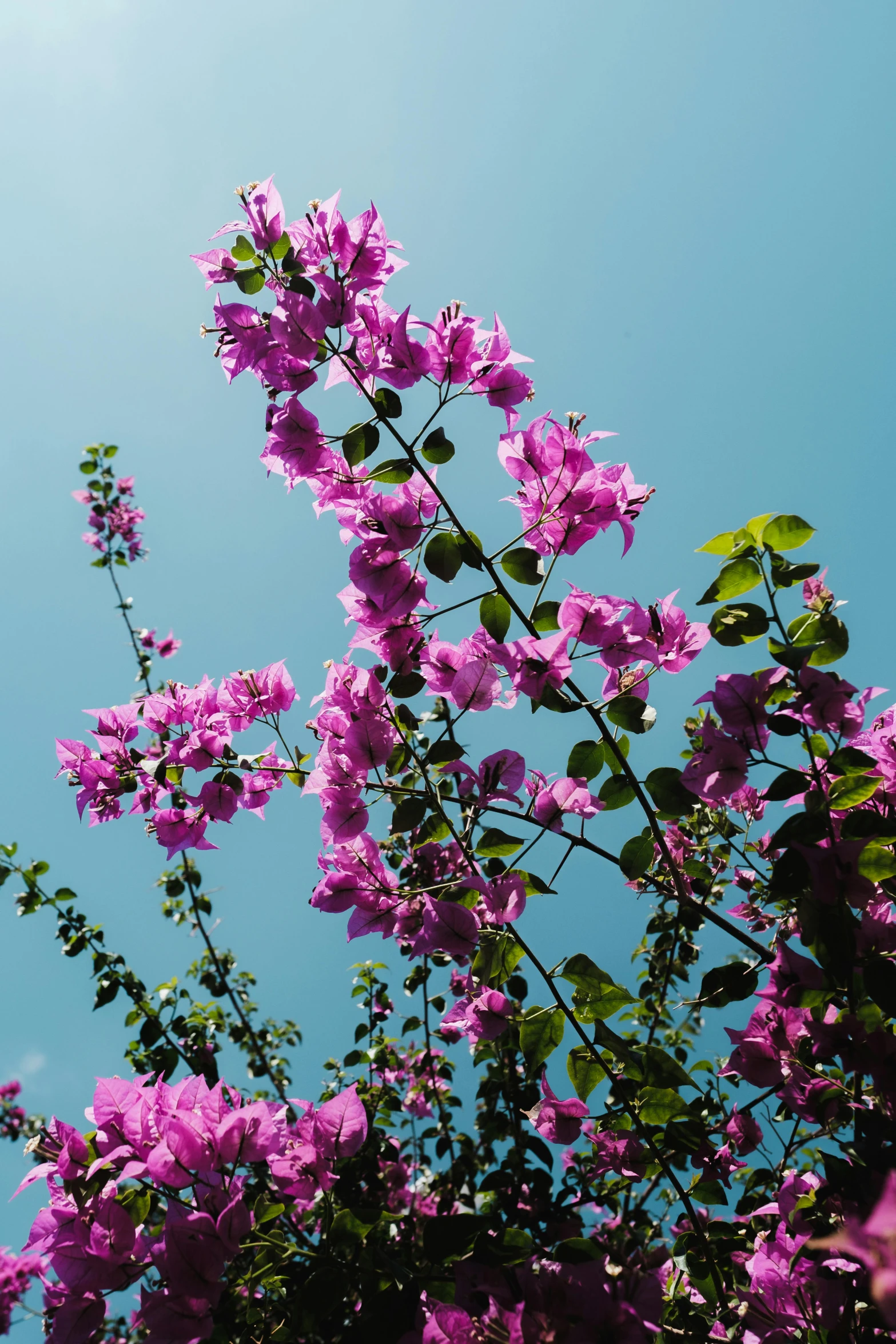 a bunch of purple flowers against a blue sky, bougainvillea, sun overhead, lush gardens hanging, marbella