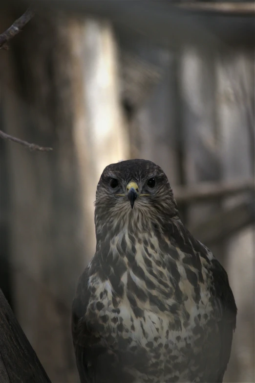 a bird sitting on top of a tree branch, a portrait, pexels contest winner, hurufiyya, hawk, aboriginal, blank stare”, portrait”