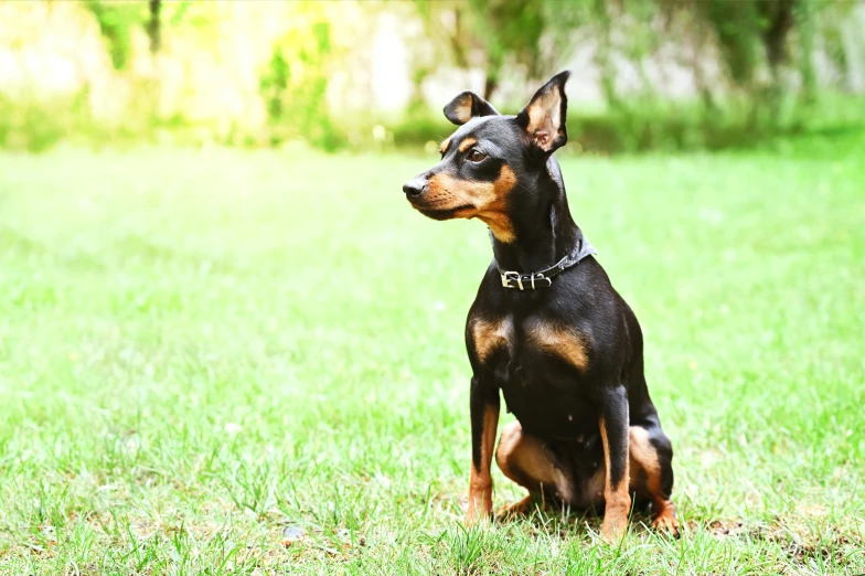 a black and brown dog sitting on top of a lush green field, pexels contest winner, renaissance, breed russian brown toy terrier, square, australian, highly realistic