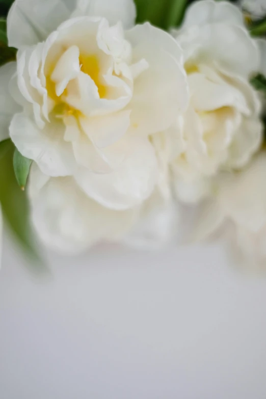 a bunch of white flowers sitting on top of a table, up-close, white border, detail shot, full product shot