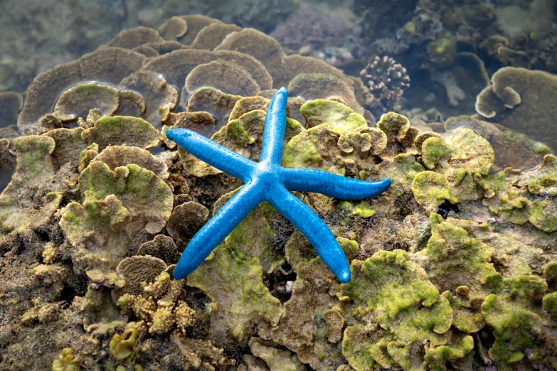 a blue starfish sitting on top of a rock, pexels contest winner, hurufiyya, covered in coral, hawaii, avatar image