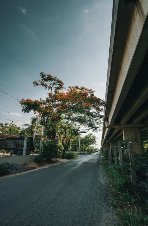 an empty street under a bridge on a sunny day, a picture, unsplash, sri lankan landscape, overhanging branches, thailand, orange line