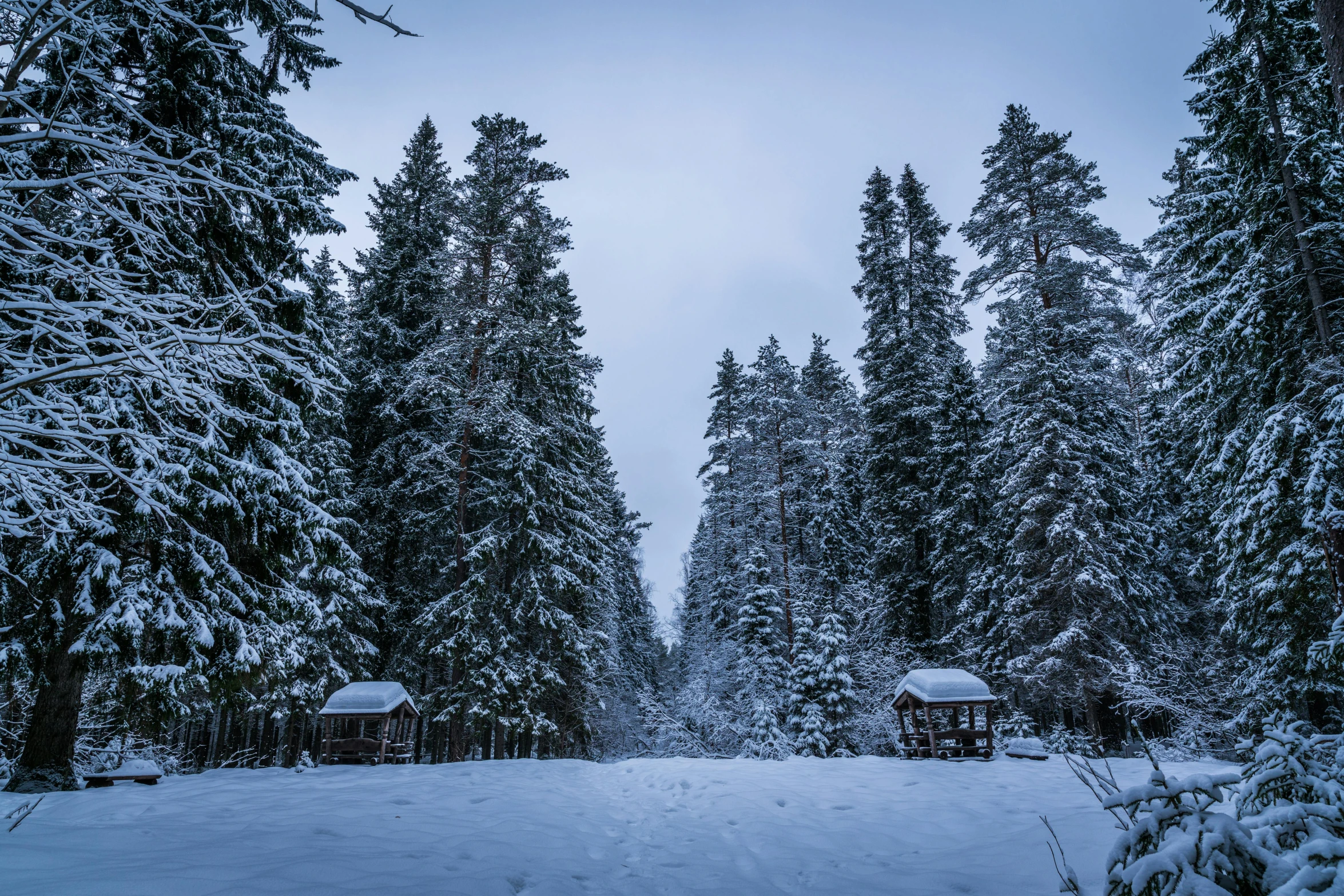 a cabin in the middle of a snowy forest, by Jaakko Mattila, pexels contest winner, hurufiyya, spruce trees, gray, early evening, wide angle”