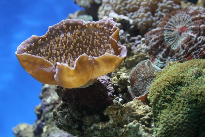 a close up of a coral in an aquarium, by Carey Morris, pexels, trypophobia, brown, underwater with coral and fish, a tall