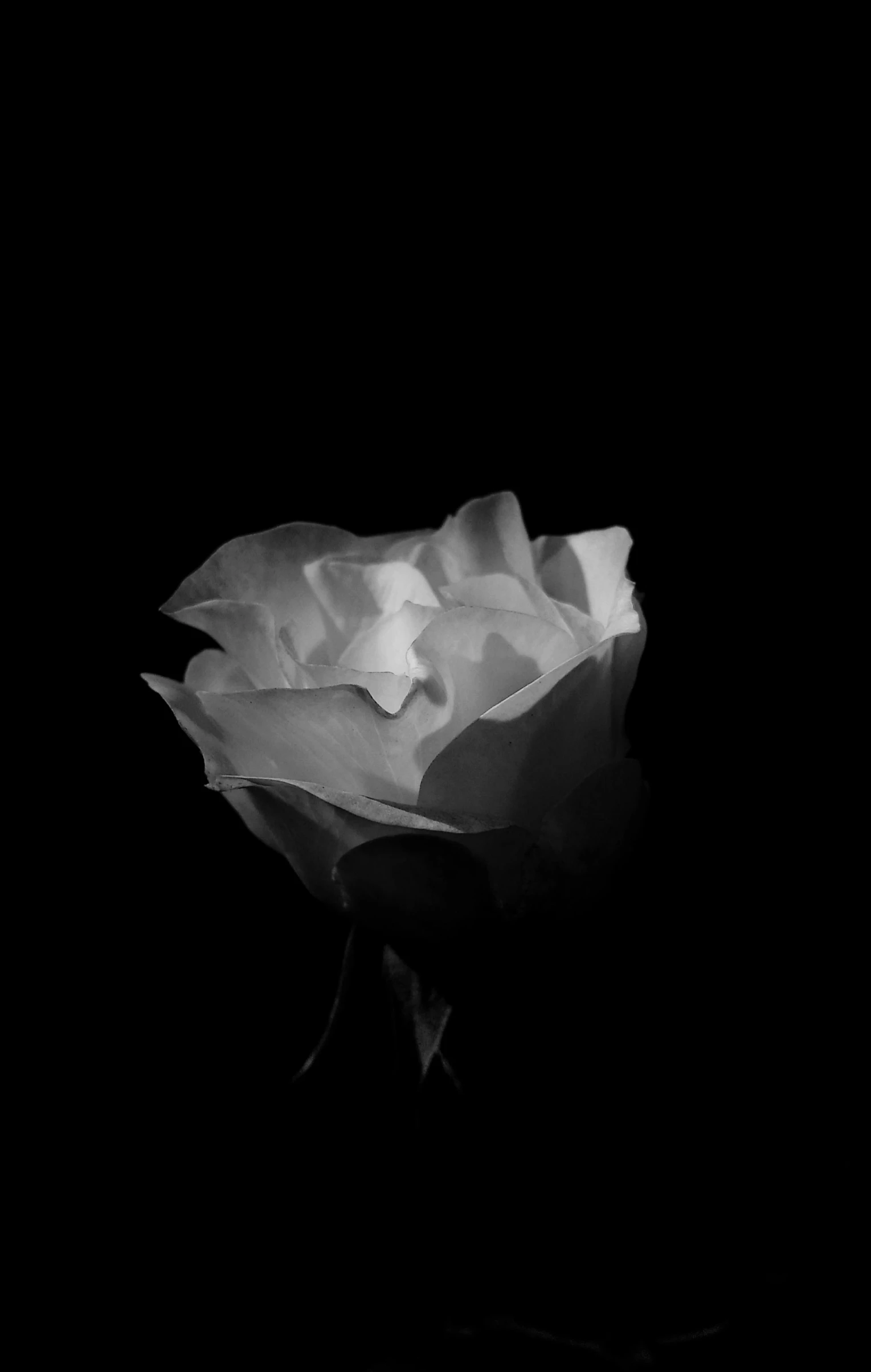 a black and white photo of a rose in the dark, a black and white photo, inspired by Robert Mapplethorpe, bruce kaiser, 2010s, kiss, ann long