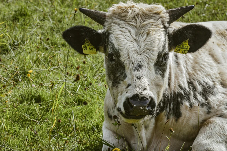 a cow that is laying down in the grass, unsplash, renaissance, white with black spots, high quality image”, baleful young, shot with sony alpha 1 camera