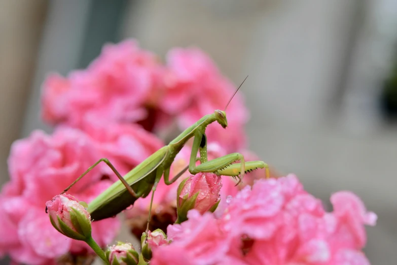 a close up of a praying mantisce on a pink flower, by Carey Morris, pexels contest winner, alien in the form of mantis, in the garden, full body shot close up, cinematic shot ar 9:16 -n 6 -g