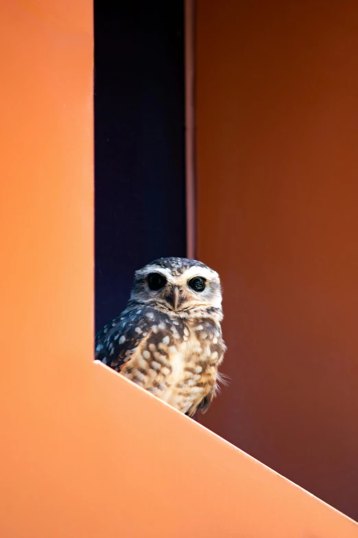 a small owl sitting on the corner of a building, by Dave Allsop, pexels contest winner, new mexico, window open, in front of an orange background, observation deck