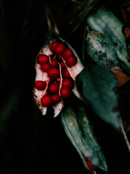 a close up of a plant with red berries, inspired by Elsa Bleda, alessio albi, lily frank, ilustration, low quality photograph