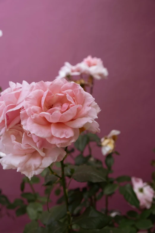 a bunch of pink roses in front of a purple wall, inspired by Allan Ramsay, trending on unsplash, low detail, fragrant plants, soft shade, ((pink))