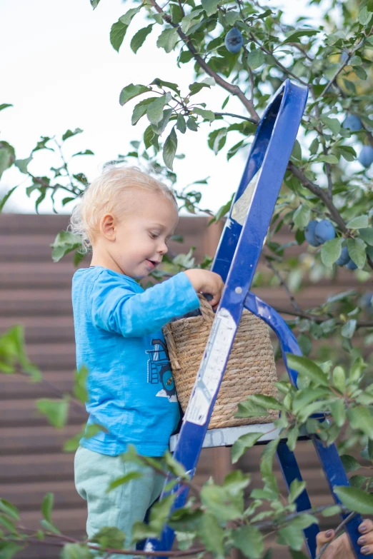 a little boy that is standing on a ladder, inspired by Myles Birket Foster, pexels contest winner, with fruit trees, navy, medium close up, hero shot