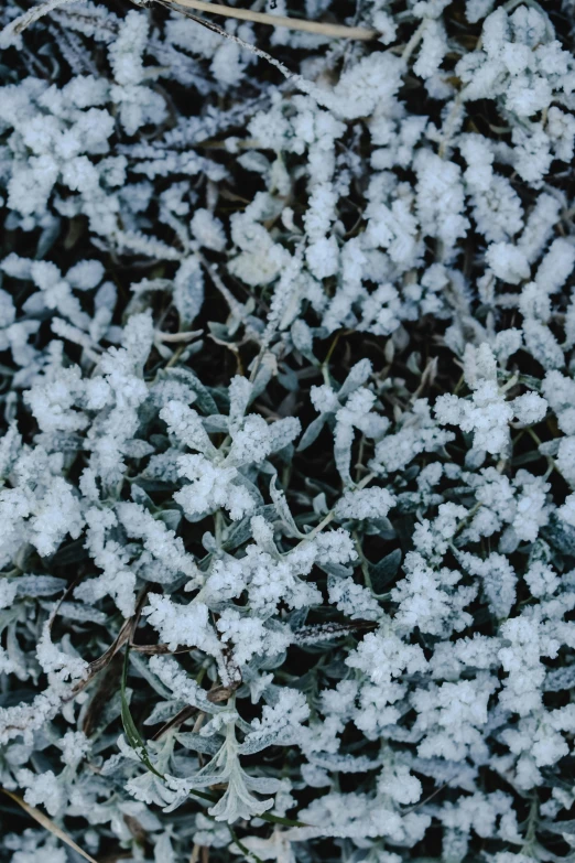 a red fire hydrant sitting on top of a snow covered ground, inspired by Arthur Burdett Frost, trending on unsplash, overgrown foliage, close up of single sugar crystal, grey, full frame image