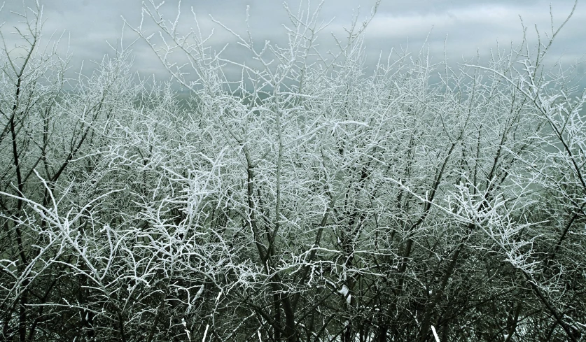 a black and white photo of snow covered trees, an album cover, inspired by Arthur Burdett Frost, pexels, nadav kander, crystallized, hedge, colour photo