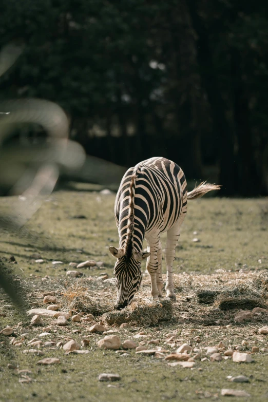 a zebra standing on top of a lush green field, at a park, eating outside, alessio albi, zoo