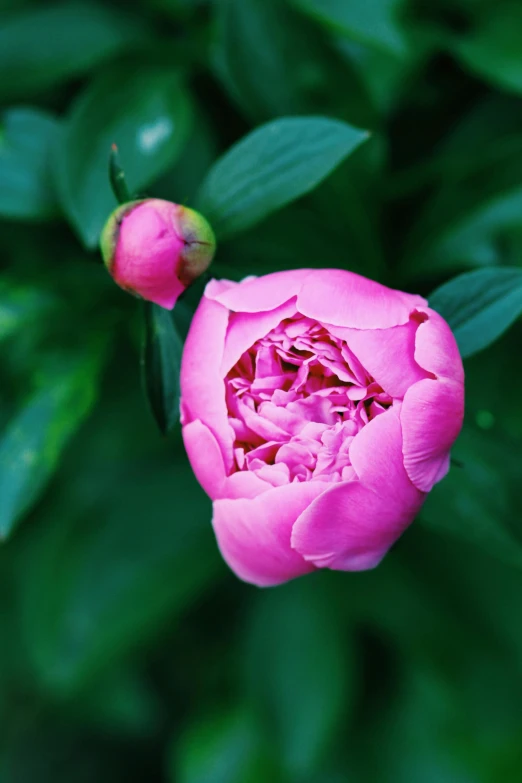 a close up of a pink flower with green leaves, inspired by Li Di, unsplash, renaissance, peony flowers, high angle shot, no cropping, exterior shot