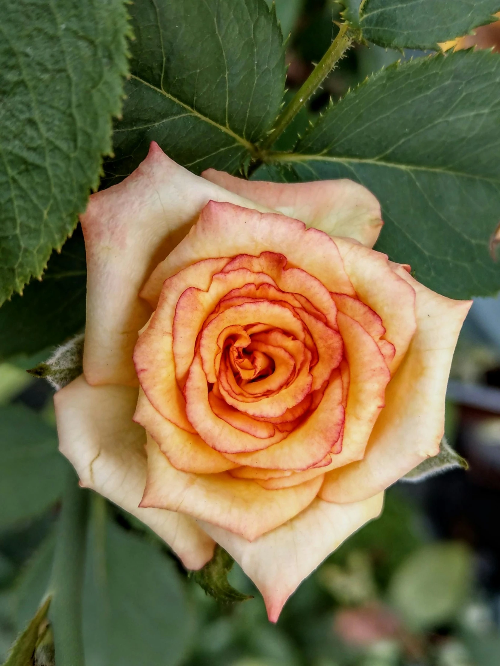 a close up of a flower on a plant, crown of mechanical peach roses, faded red and yelow, 'groovy', whites