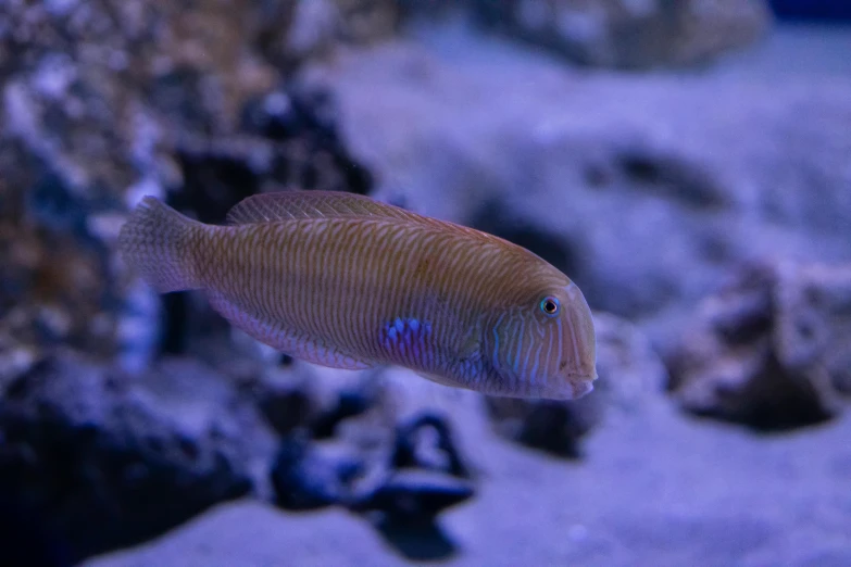 a close up of a fish in an aquarium, looking off to the side, reefs, instagram post, purple