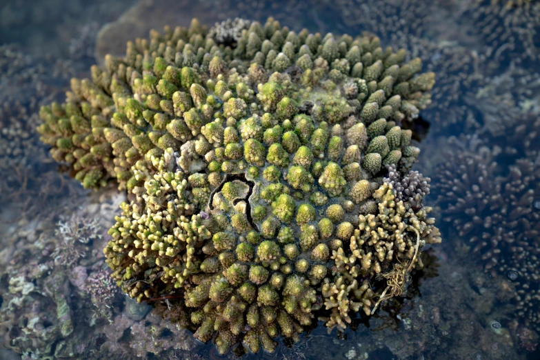 a close up of a plant on a rock, coral reefs, green pupills, top down extraterrestial view, photo realistic”