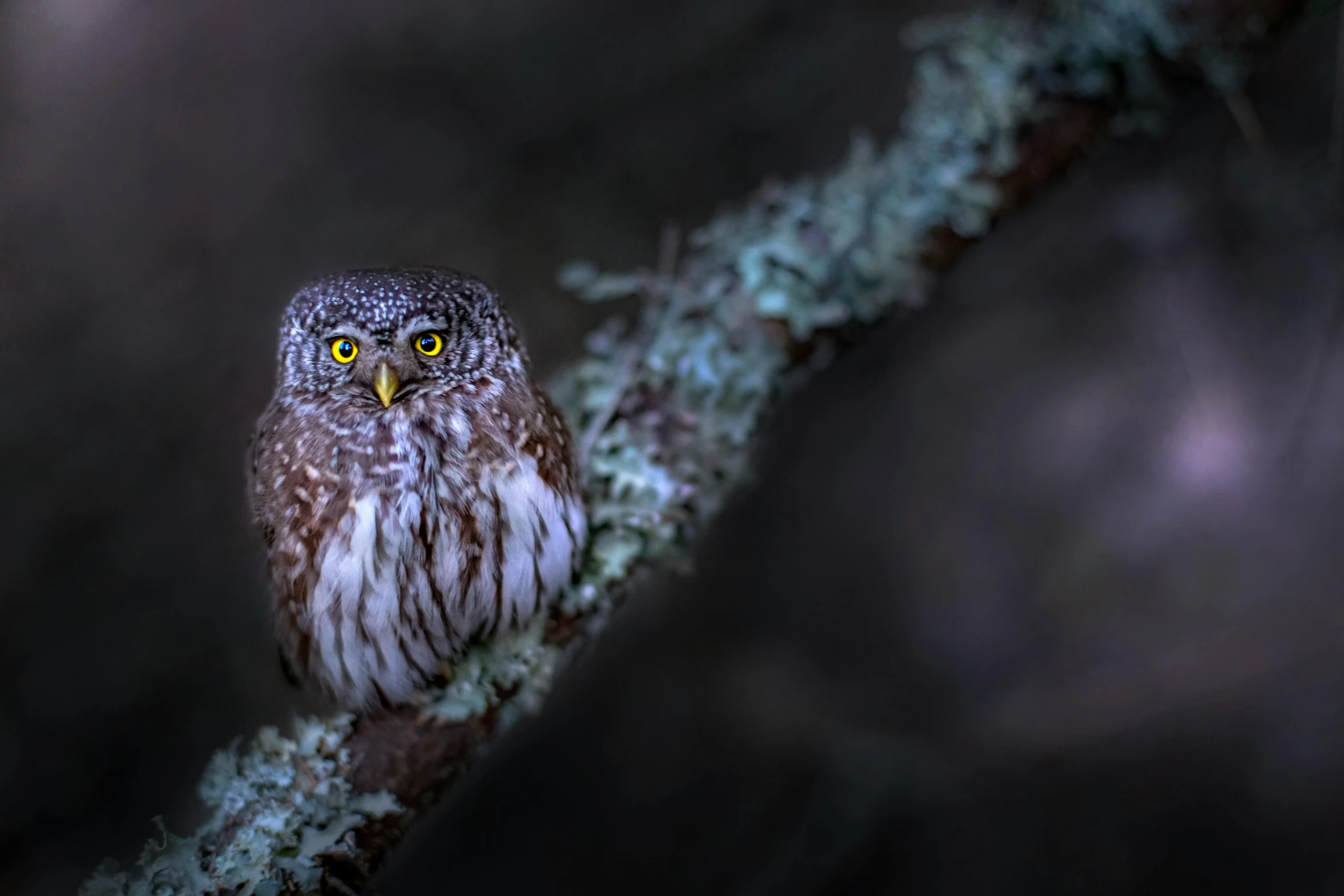 a small owl sitting on top of a tree branch, a portrait, by Jesper Knudsen, art photography, night in the forest, grey-eyed, national geographic photograph, 2022 photograph