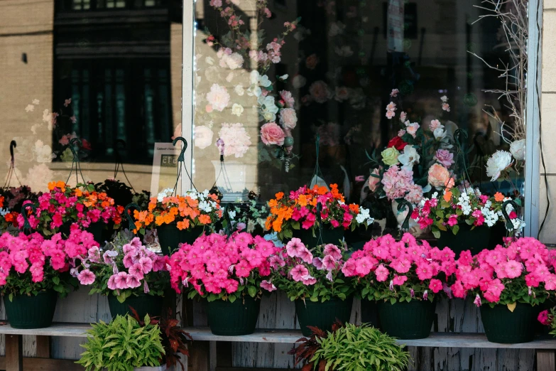 a window filled with lots of colorful flowers, a photo, by Meredith Dillman, trending on unsplash, storefronts, in a row, draped in fleshy green and pink, planters