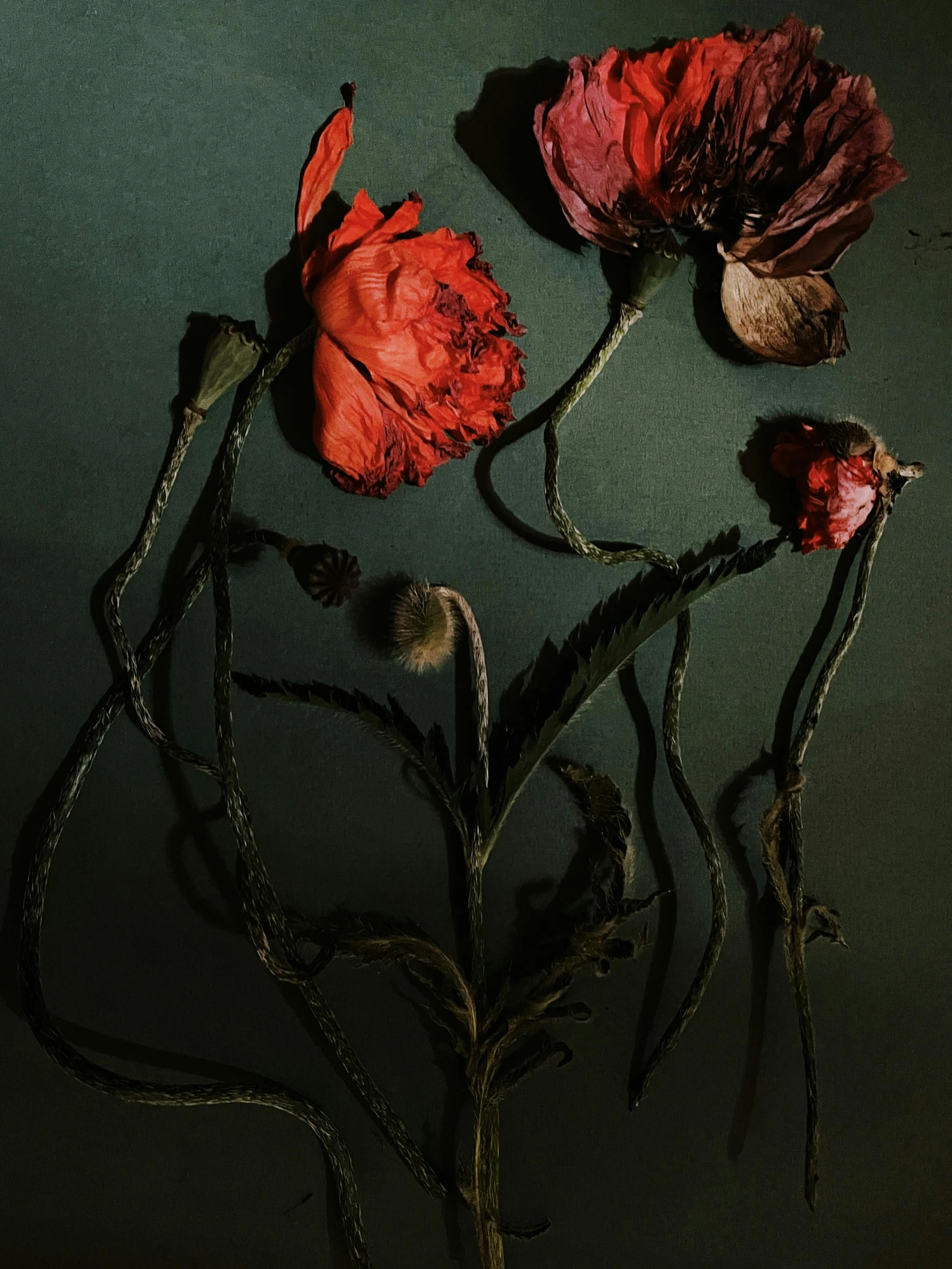a bunch of red flowers sitting on top of a table, inspired by Elsa Bleda, vanitas, dead but beautiful. poppies, dark green tones, dried leaves, alex kanevsky