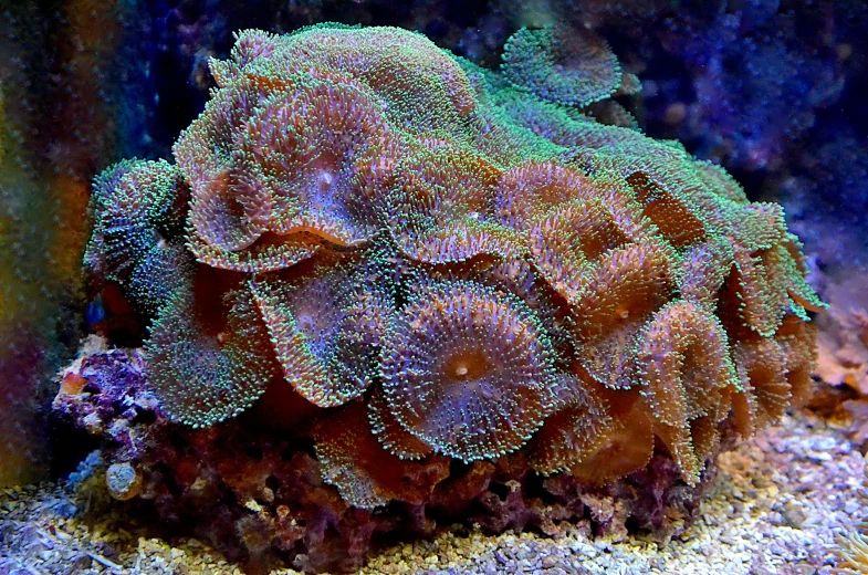 a close up of a coral in an aquarium, by Emanuel Witz, flickr, high coloration, cutecore clowncore, siblings, the cytoplasm”