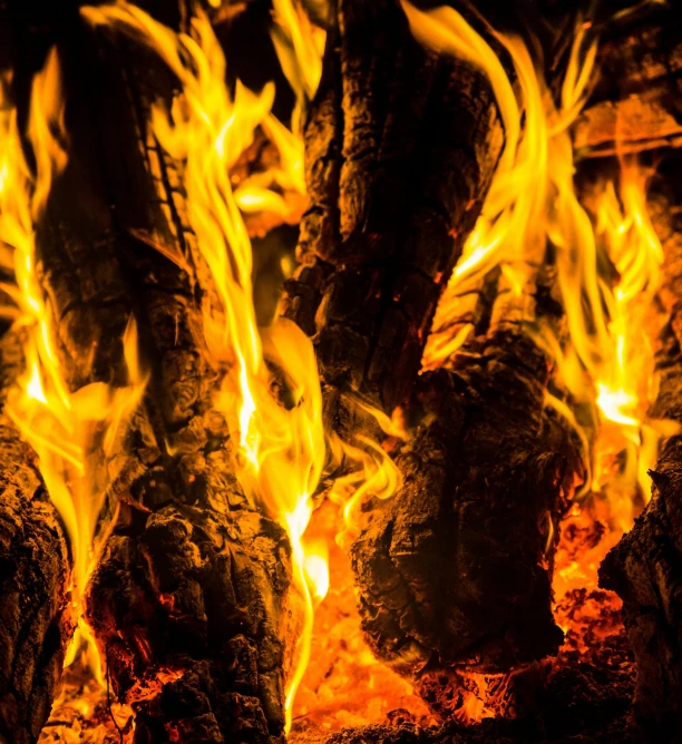 a close up of a fire in a fireplace, pexels contest winner, burning trees, today\'s featured photograph 4k, neon glowing wood, avatar image