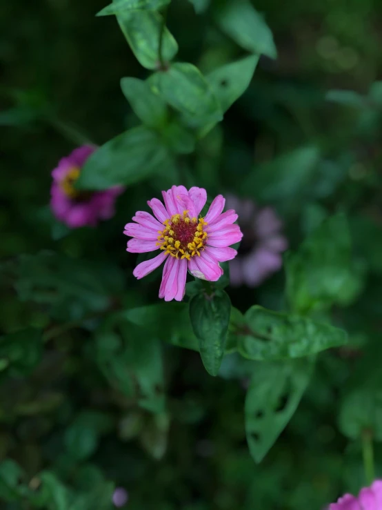 a close up of a pink flower with green leaves, by Sven Erixson, unsplash, shot on iphone 1 3 pro, slight overcast, purple foliage, ari aster