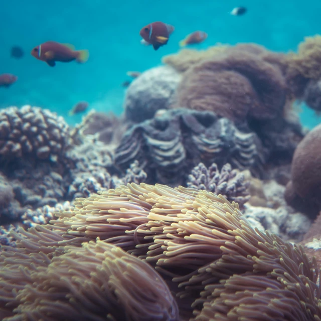 a group of fish swimming around a coral reef, unsplash, sumatraism, close-up shot taken from behind, great barrier reef, anemones, photorealistic ”