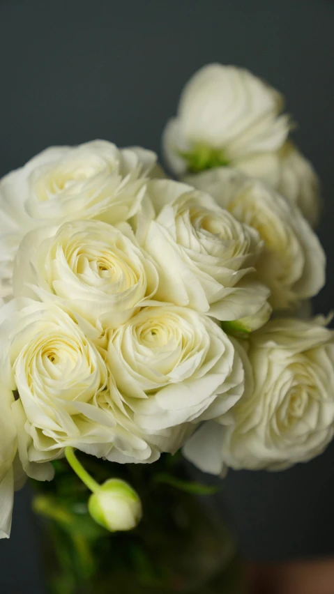 a vase filled with white flowers on top of a table, on grey background, up-close, bespoke, thumbnail