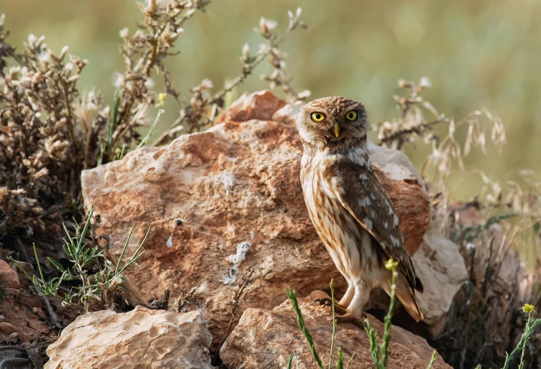 a small owl sitting on top of a pile of rocks, by Dietmar Damerau, pexels contest winner, oman, giant eyes in the grass, standing on rocky ground, hunting