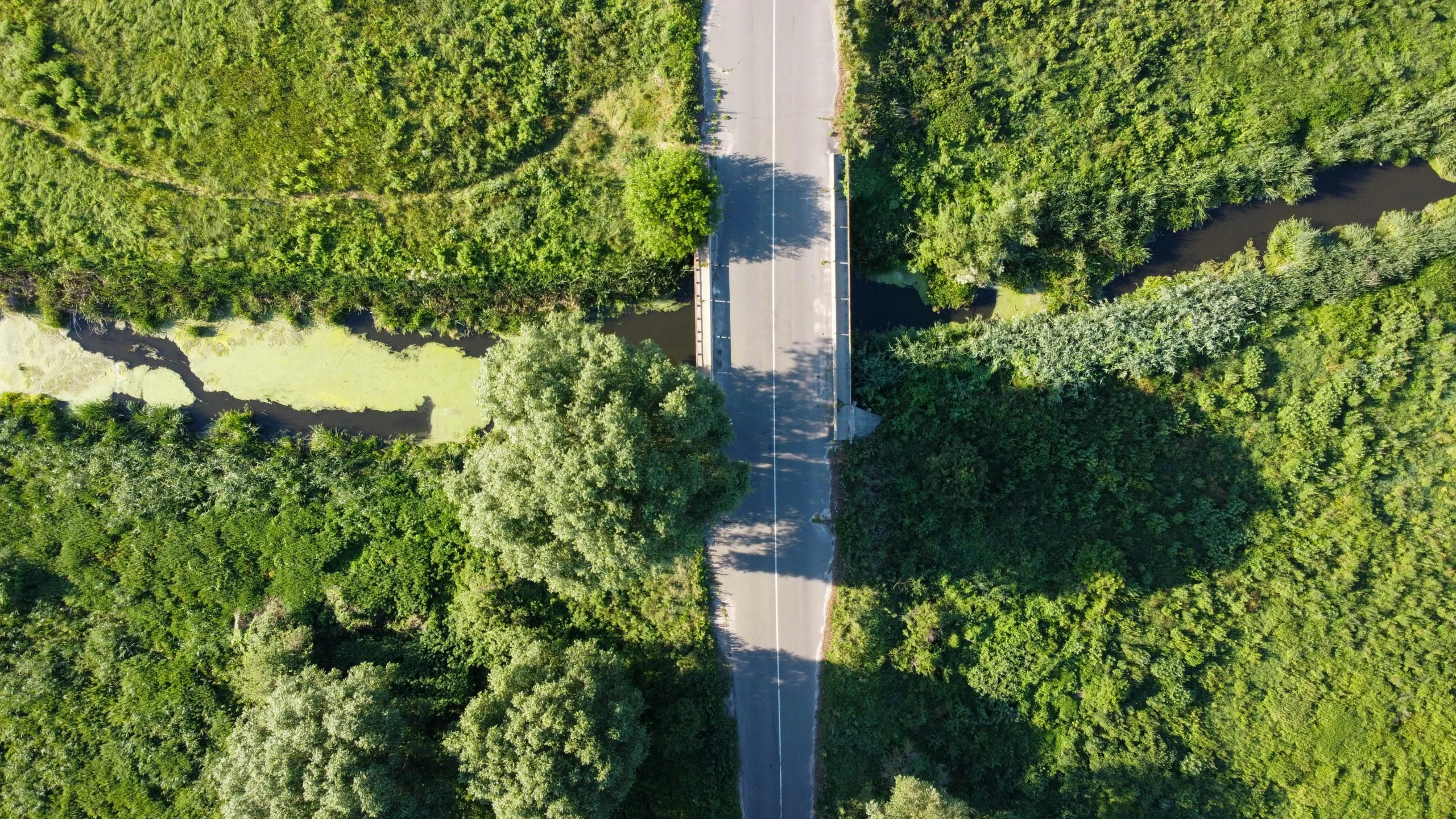 an aerial view of a road surrounded by trees, bridge, overgrown greenery, istock, commercially ready