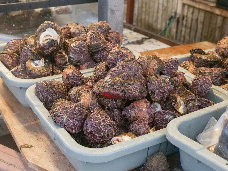 a couple of trays of food sitting on top of a table, he is covered with barnacles, purple, local foods, bulbous